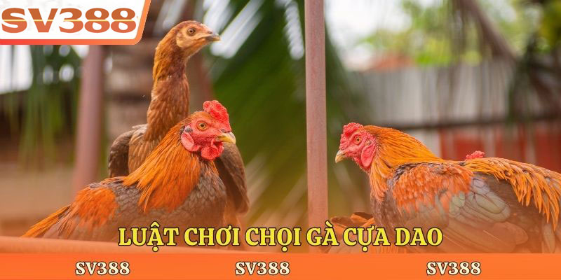 Luật chơi chọi gà cựa dao