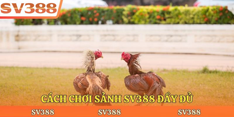 Cách chơi sảnh SV388 đầy đủ