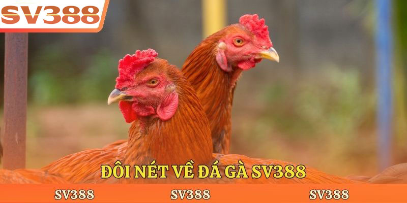 Đôi nét về đá gà SV388