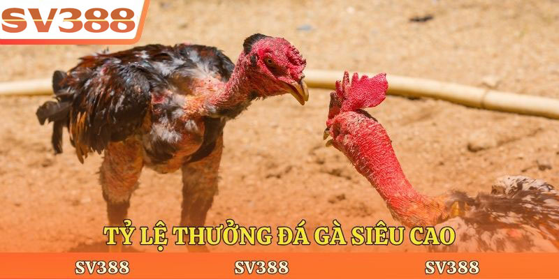 Tỷ lệ thưởng đá gà siêu cao