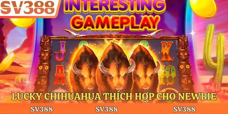 Lucky Chihuahua thích hợp cho newbie